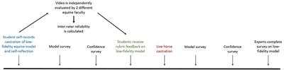 Development and Formative Evaluation of a Low-Fidelity Equine Castration Model for Veterinary Education